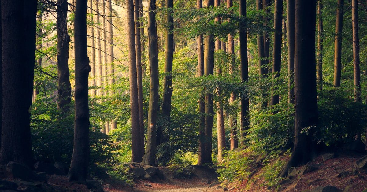 Path through forest representing the journey toward PTSD treatment and a new beginning